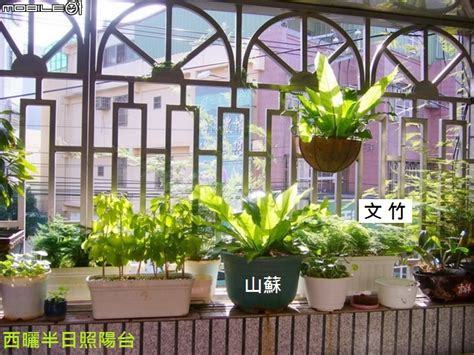 日曬植物|適合陽台的半日照植物有哪些？觀葉植物、蕨類都適合